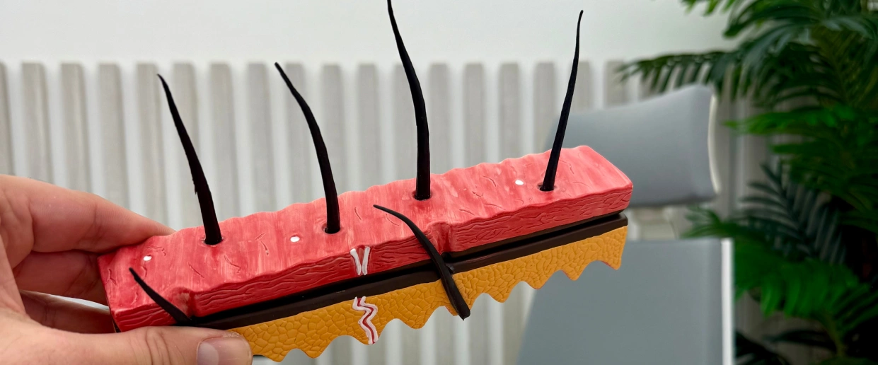 Anatomický model kůže znázorňující vlasové folikuly a vrstvy tkáně